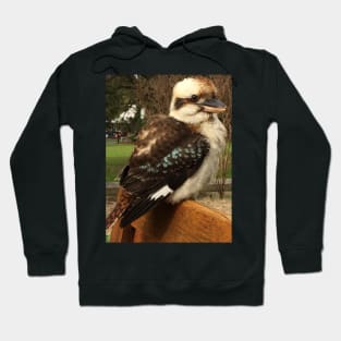 Kookaburra Hoodie